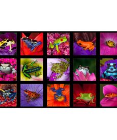Fabric Panel | Frog Patches Artworks Panel 60cm Wide Cotton | More Sewing