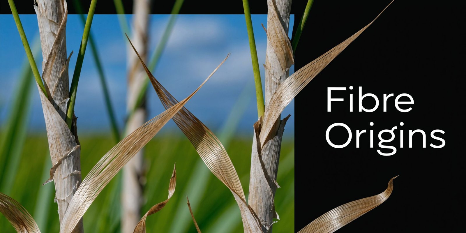 Close-up view of natural plant fibers from sugarcane stalks set against a blurred field background.